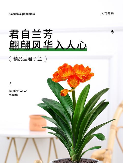 探秘高档花卉的品种与养护（探秘高档花卉的品种与养护）