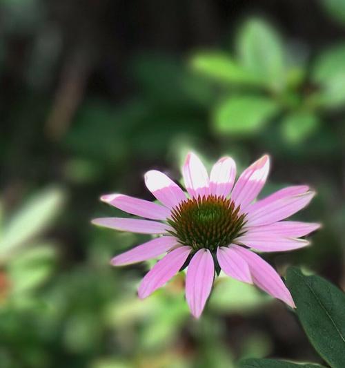 菊花的分类及特点（揭开菊花的神秘面纱——解密被子植物）