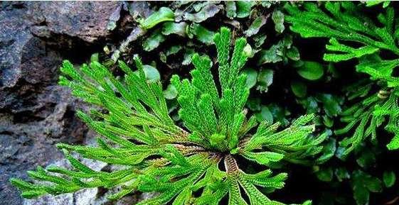 卷柏是一种种子植物的证据（从卷柏的形态和繁殖方式出发探讨卷柏是否为种子植物）