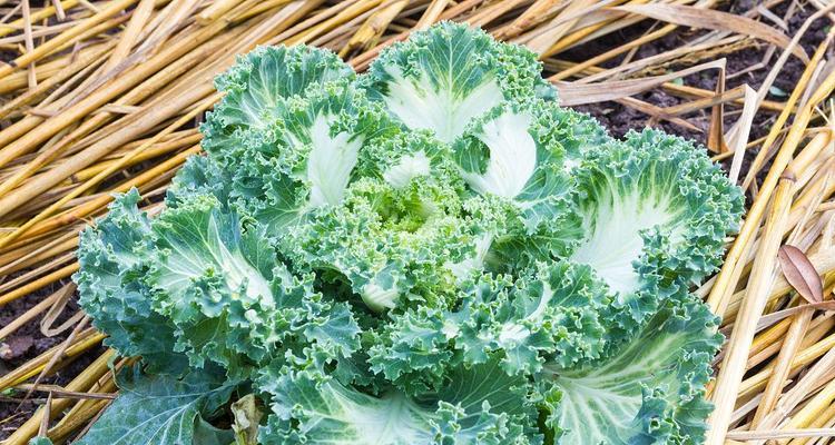 探究卷心菜成熟季节的特点（了解卷心菜的生长习性和需求）