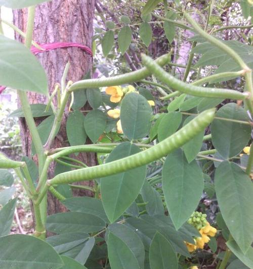 决明子花的食用价值（探究决明子花的药食两用特性）