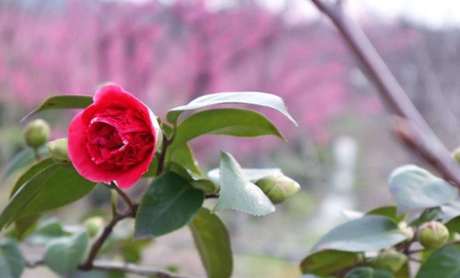 茶花的花语和寓意（探寻茶花的诗意与哲思）