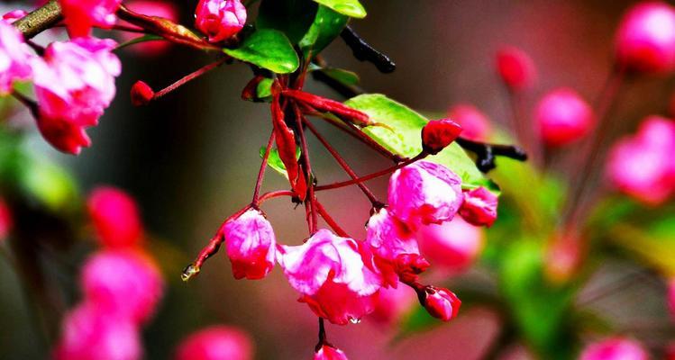 海棠花的花语和寓意（探索海棠花的深意）