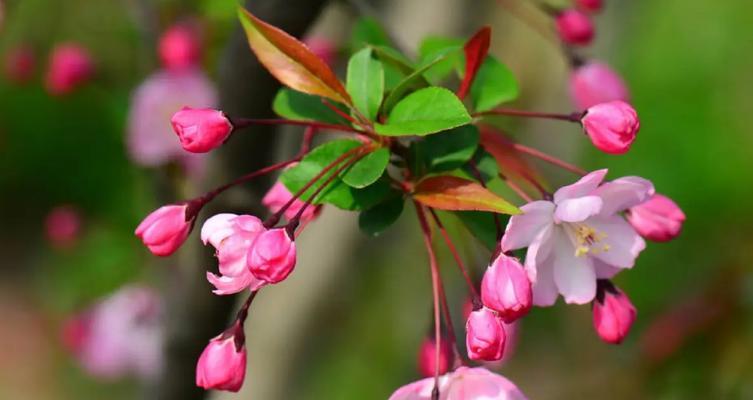 海棠花的花语和寓意（探索海棠花的深意）