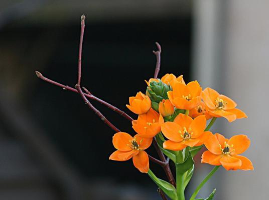 虎眼万年青花语之美（探寻虎眼万年青的花语和象征意义）