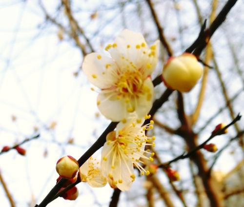 梅花花语的象征与意义——坚强不屈的生命力（梅花花语的深远寓意与文化内涵）