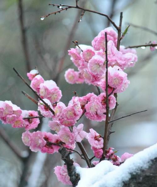 梅花花语的象征与意义——坚强不屈的生命力（梅花花语的深远寓意与文化内涵）