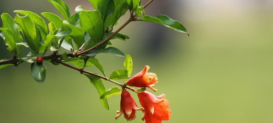 石榴花的花语（传递爱与美的石榴花语）