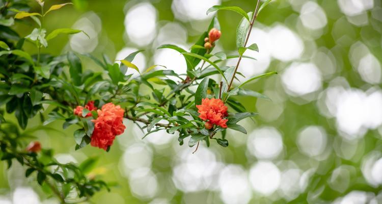 石榴花的花语（传递爱与美的石榴花语）