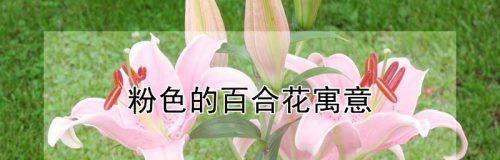 百合花的花语与含义（探索百合花的神秘语言与象征意义）