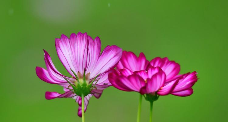 以波斯菊的花语为主题的文章（探索波斯菊花语的含义与象征）