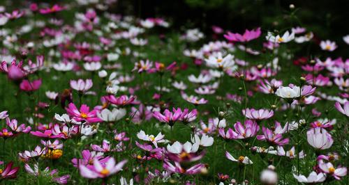 以波斯菊的花语为主题的文章（探索波斯菊花语的含义与象征）