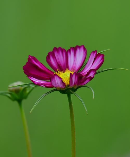 以波斯菊的花语为主题的文章（探索波斯菊花语的含义与象征）