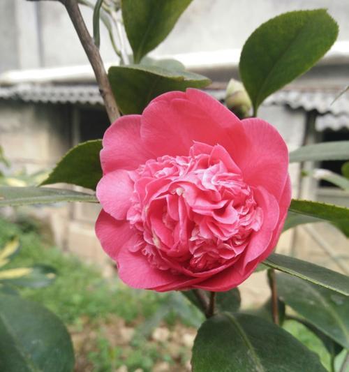 茶花的花语-探寻美丽与神秘的花之语言（茶花传递的情感与寓意）