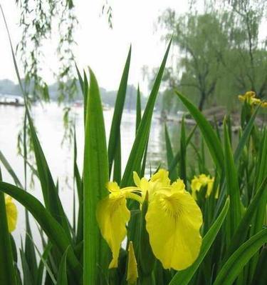 菖蒲花的花语与象征意义（探秘菖蒲花的深层内涵）