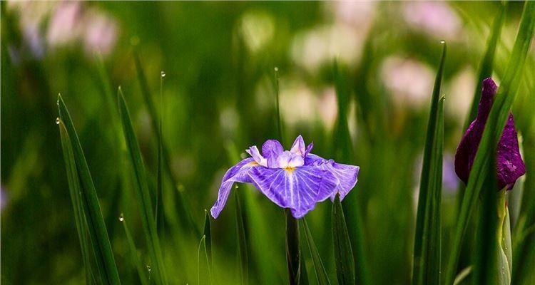 菖蒲花的花语与象征意义（探秘菖蒲花的深层内涵）