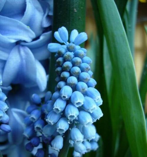 风信子的花语和寓意（风信子花语的解读与传承）