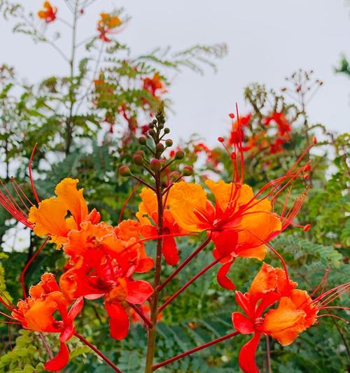 凤凰花的象征意义及美丽之源（凤凰花的神秘与传奇）