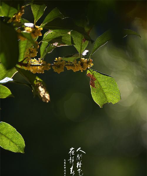 桂花花语（桂花的美丽与象征意义）