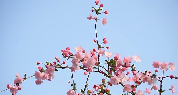 海棠花（深入探索海棠花的花语）