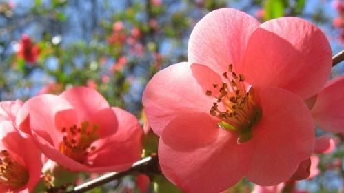 海棠花（深入探索海棠花的花语）