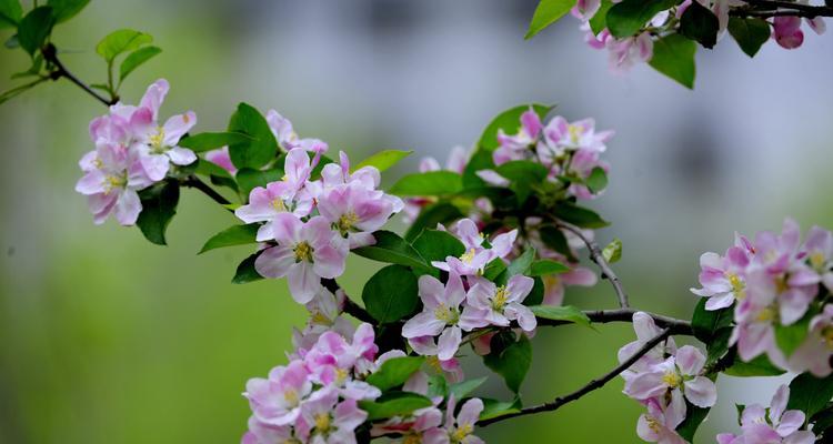 海棠花（深入探索海棠花的花语）