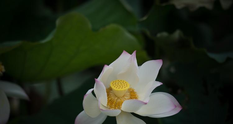 荷花的寓意与美学价值（探寻荷花的生命哲学和艺术魅力）