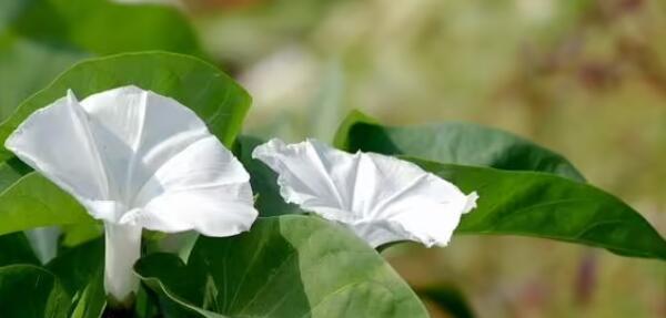 空心菜开花的奥秘（探究空心菜开花的过程及特点）