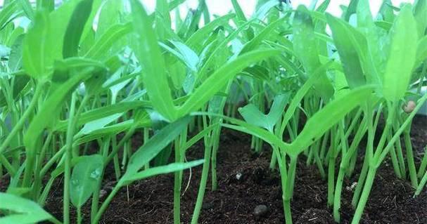 空心菜种植技术及时间（适合几月份种植）