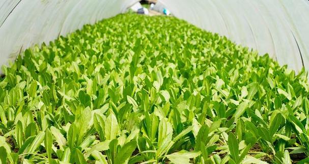 空心菜肥料之最佳选择（解锁空心菜肥料的正确打开方式）