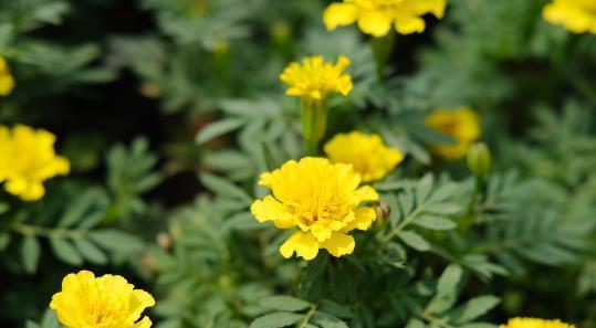 孔雀花开花时间及花期长短（一年四季的孔雀花开放日程安排）