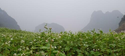 苦荞的产地及产地优劣比较（寻找最优质的苦荞种植地）