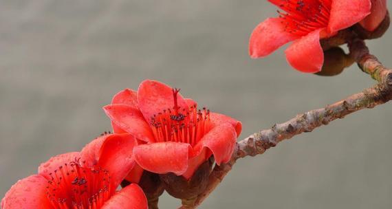 木棉花的花语与含义（探索木棉花的神秘符号）