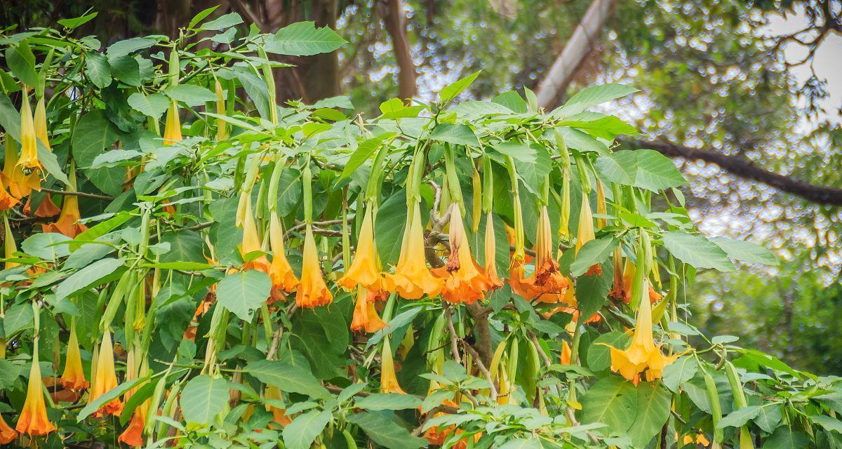 情人泪开花的寓意与兆头（探寻爱情的奇妙符号——情人泪花）