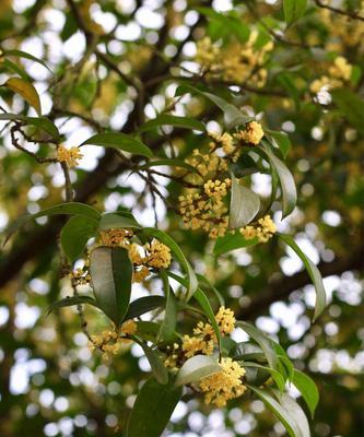 日照的市花——桂花，芬芳四溢的象征（桂花之美）