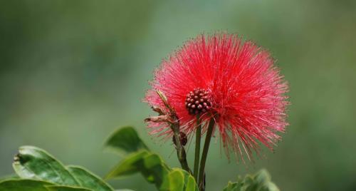 绒花（绒花的花语及其传递的情感世界）