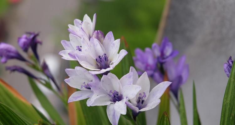 以百合花代表结束的象征意义（花语揭示的生命轮回与希望）