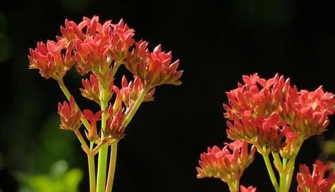 花开花落，心已死（以花为寓言）