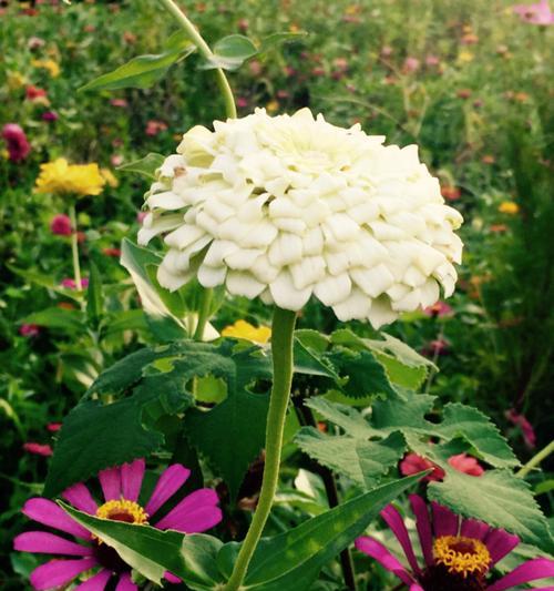 友情长久的象征——百合花（百合花的含义与象征友谊的特点）