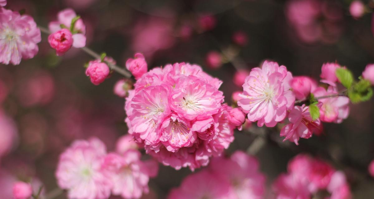 专一忠诚之花——玫瑰的寓意与象征（玫瑰花的花语和文化背景）