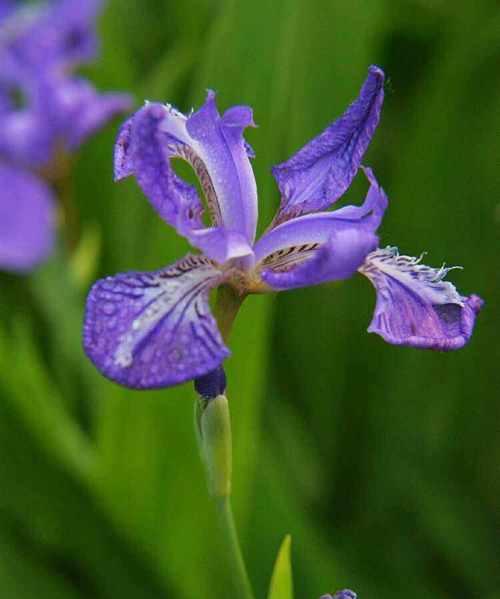 放手的花语——以菊花为主题（菊花的花语和寓意）