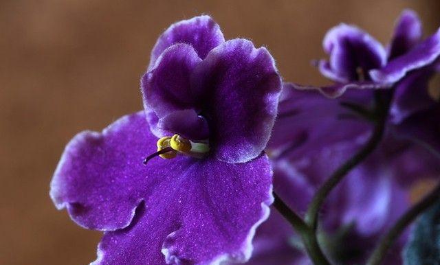 高贵之花（百合花语的神秘启示与象征意义）