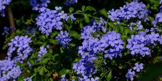 高冷之花的花语——淡罂粟花（美丽却高冷）