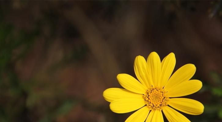 孤独的花语——郁金香（唤起内心孤独的花朵）