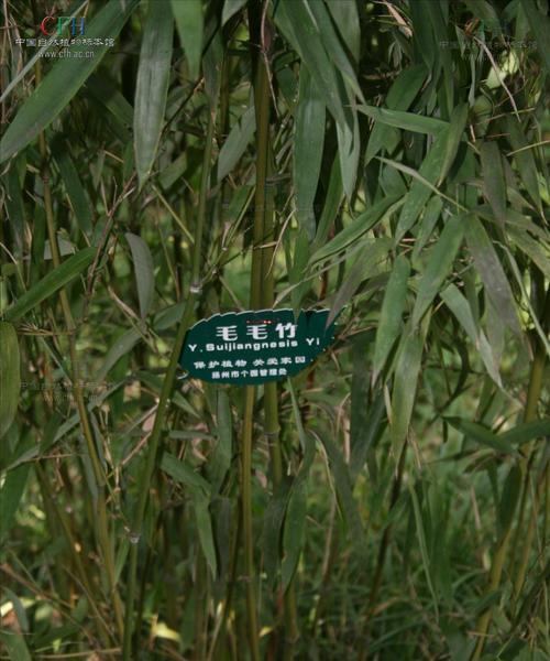 山竹种植指南——最佳种植时间和技巧