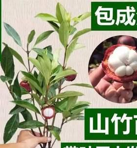 山竹种植条件与区域温度要求（适宜生长环境及栽培技巧）