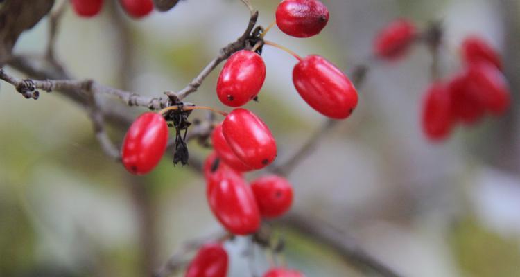 探秘山茱萸的生长环境和地方条件（了解山茱萸的生长需求及优选地点）