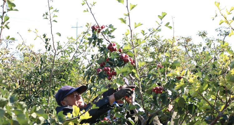 山楂的采摘时间和收获季节（掌握采摘时间）