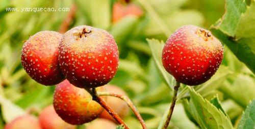 什么季节吃山楂最好（掌握季节）