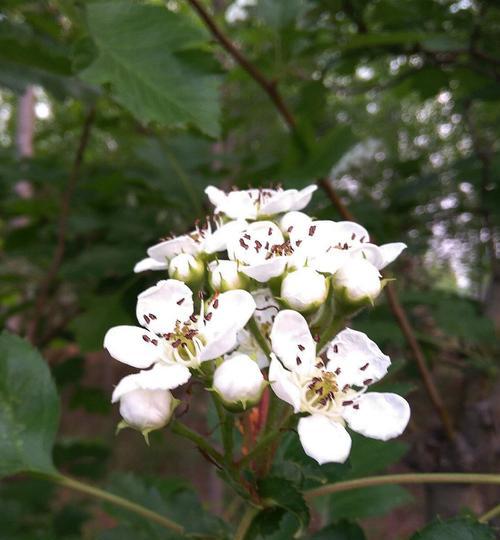 山楂树的花果生长过程（探究山楂树的花果生长规律及养护技巧）